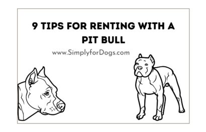 9 Tips for Renting with a Pit Bull