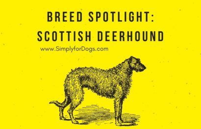 Breed Spotlight_ Scottish Deerhound