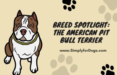 Breed Spotlight_ The American Pit Bull Terrier