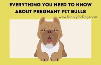 Everything You Need to Know About Pregnant Pit Bulls
