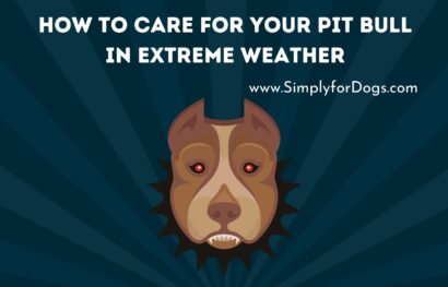 How to Care for Your Pit Bull in Extreme Weather