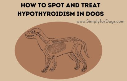 How to Spot and Treat Hypothyroidism in Dogs