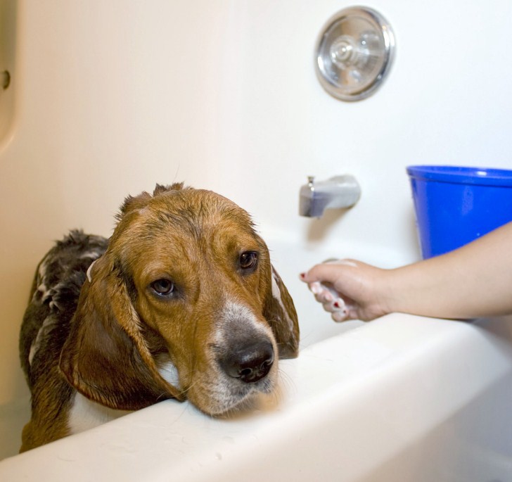 Bath Time With Dog