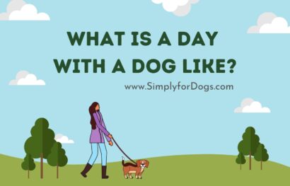 What is a Day With a Dog Like_