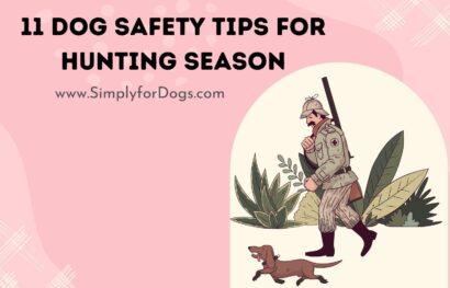 11 Dog Safety Tips for Hunting Season