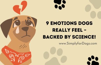 9 Emotions Dogs Really Feel – Backed By Science!