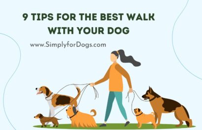 9 Tips for the Best Walk With Your Dog