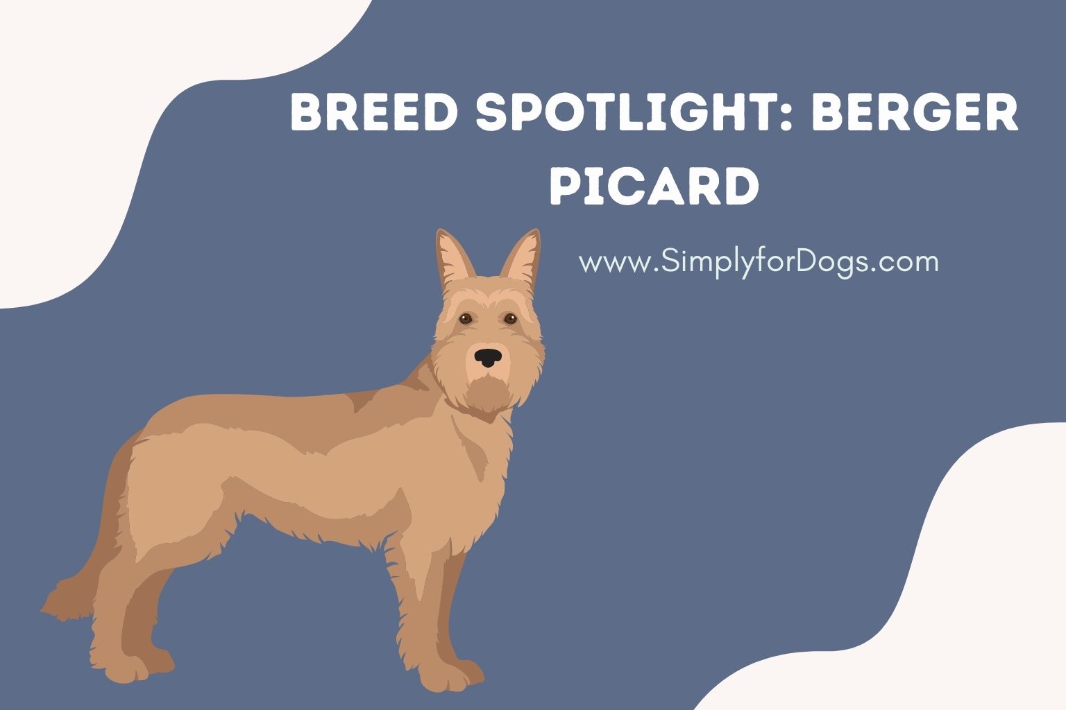 Breed Spotlight_ Berger Picard