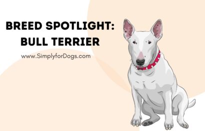 Breed Spotlight_ Bull Terrier