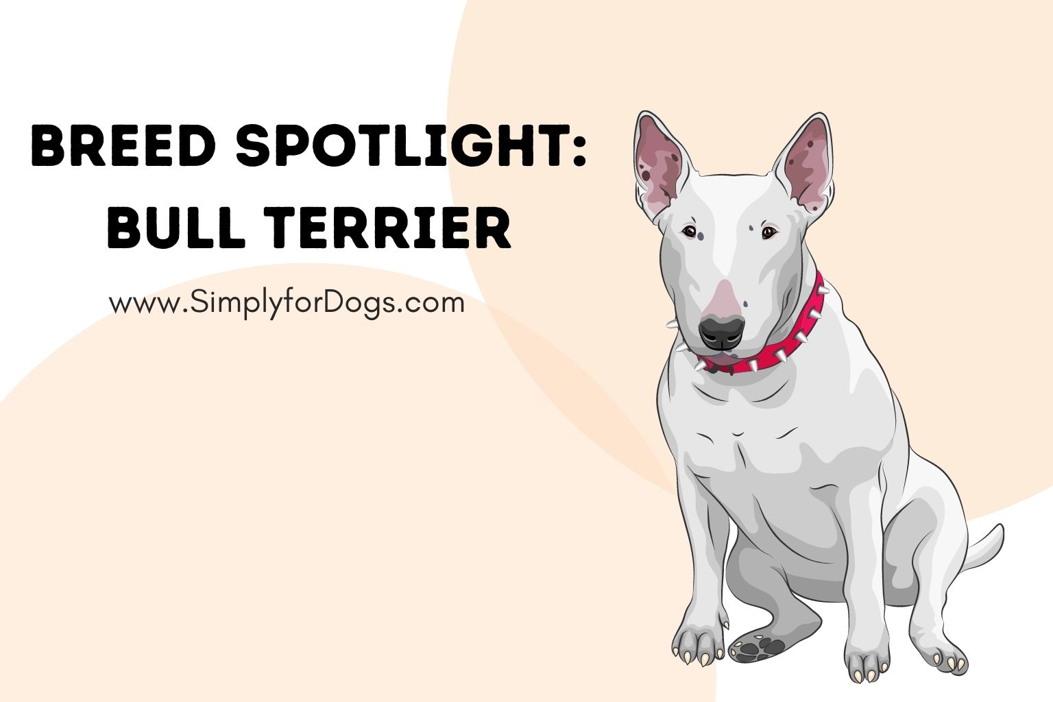 Breed Spotlight_ Bull Terrier