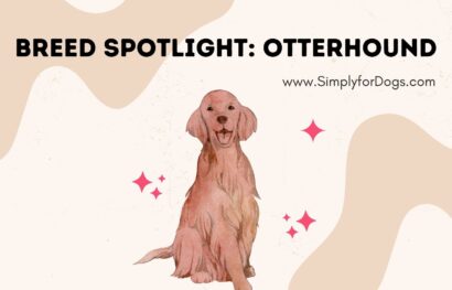 Breed Spotlight_ Otterhound