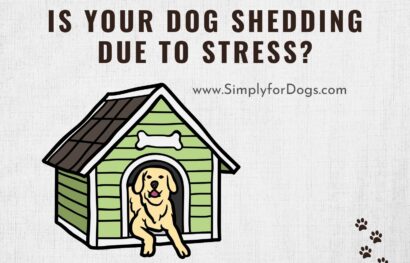 Is Your Dog Shedding Due to Stress_