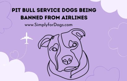 Pit Bull Service Dogs Being Banned from Airlines