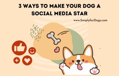 3 Ways to Make Your Dog a Social Media Star