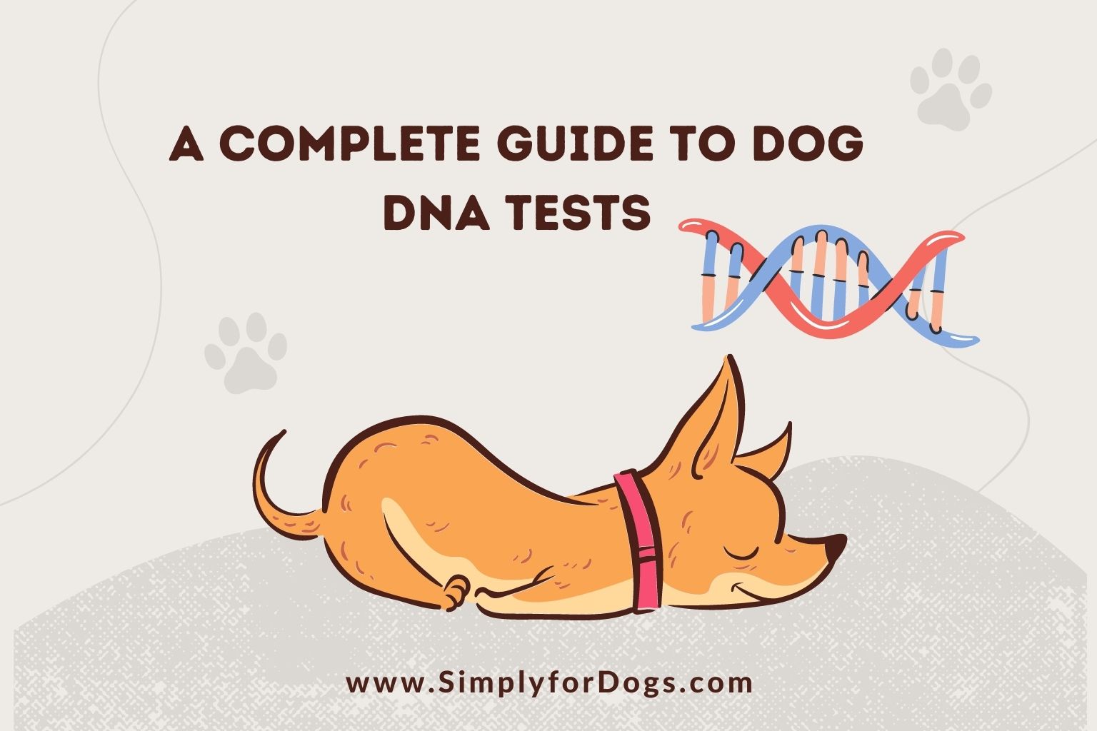 A Complete Guide to Dog DNA Tests