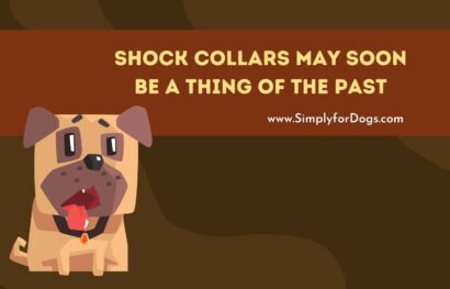 Shock Collars May Soon Be a Thing of the Past