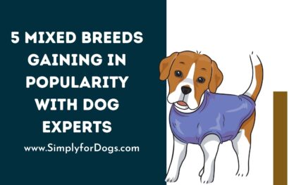 5 Mixed Breeds Gaining in Popularity with Dog Experts