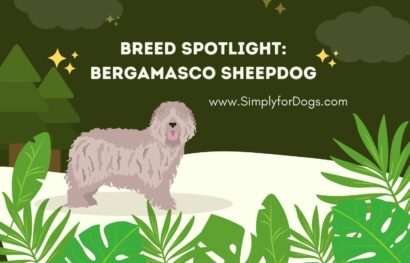Breed Spotlight_ Bergamasco Sheepdog
