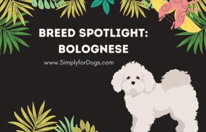Breed Spotlight_ Bolognese