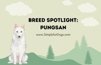 Breed Spotlight_ Pungsan