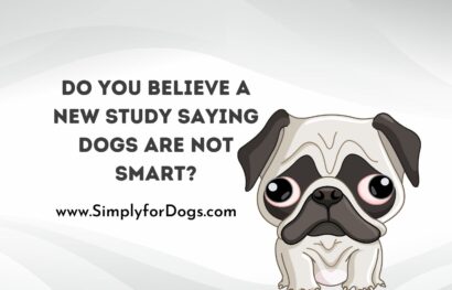 Do You Believe a New Study Saying Dogs Are Not Smart
