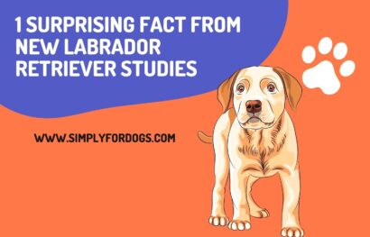1 Surprising Fact from New Labrador Retriever Studies