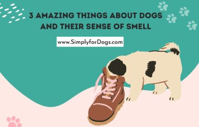 3 Amazing Things about Dogs and Their Sense of Smell