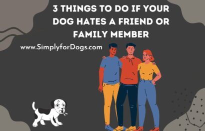 3 Things to Do If Your Dog Hates a Friend or Family Member