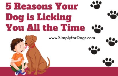 5 Reasons Your Dog is Licking You All the Time