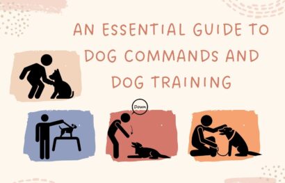 An Essential Guide to Dog Commands and Dog Training
