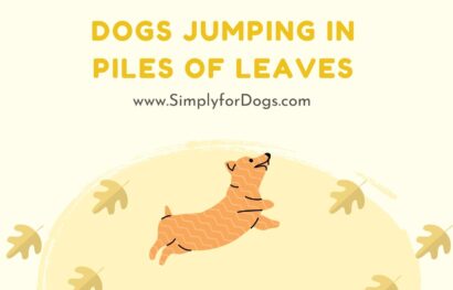 Dogs Jumping in Piles of Leaves…and a Few Other Autumn Hazards