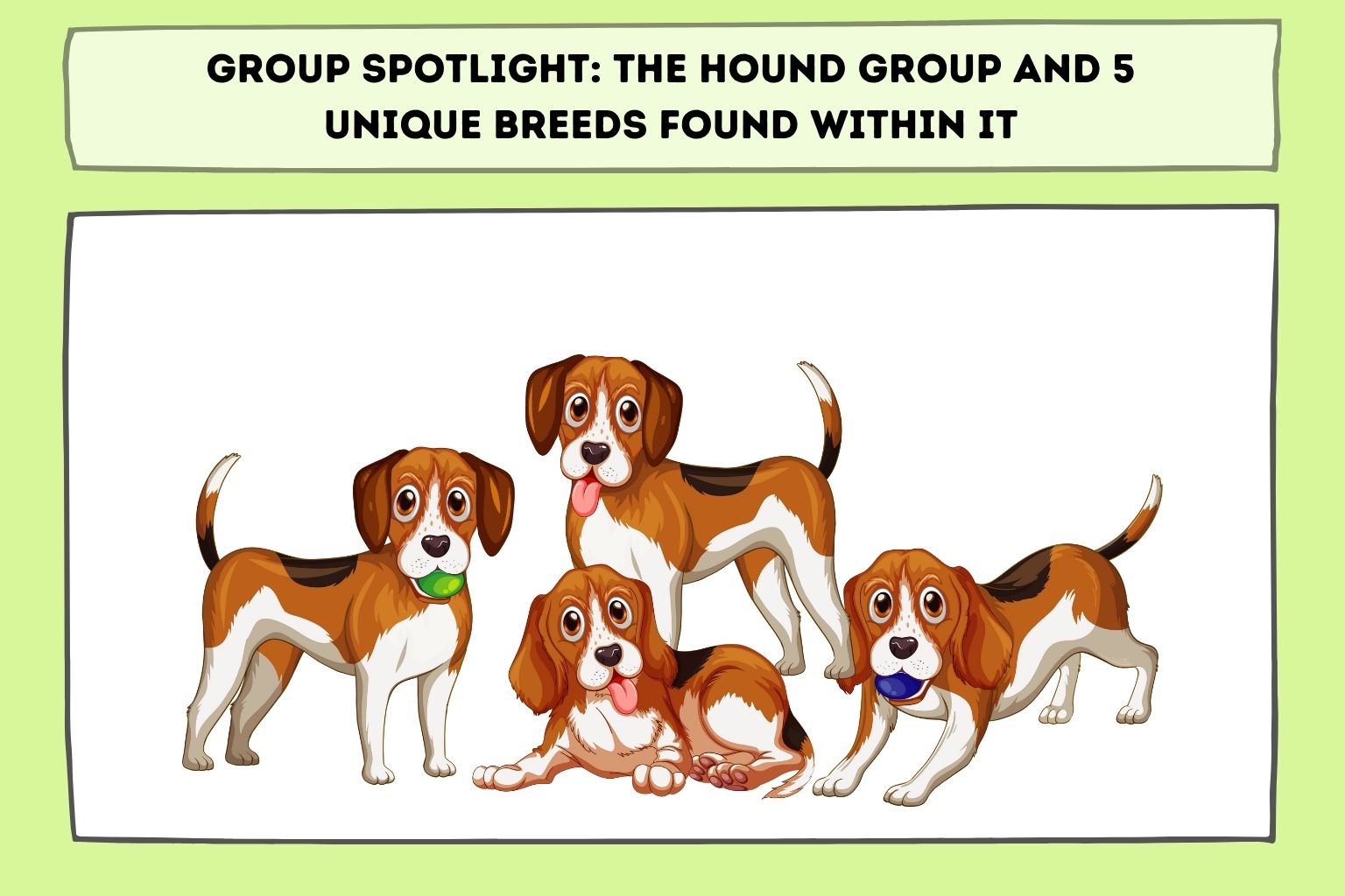 Group Spotlight_ The Hound Group and 5 Unique Breeds Found Within It