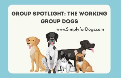 Group Spotlight_ The Working Group Dogs
