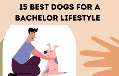 15 Best Dogs for a Bachelor Lifestyle