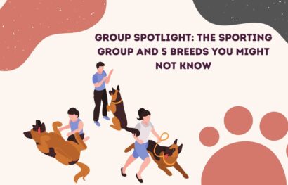 Group Spotlight_ The Sporting Group and 5 Breeds You Might Not Know