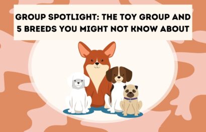 Group Spotlight_ The Toy Group and 5 Breeds You Might Not Know About