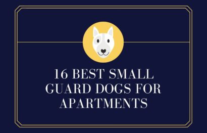 16 Best Small Guard Dogs for Apartments