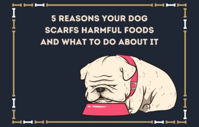 5 Reasons Your Dog Scarfs Harmful Foods and What to Do About It