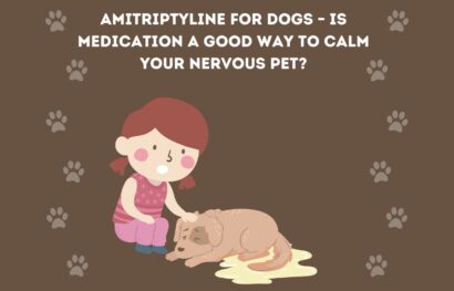 Amitriptyline for Dogs – Is Medication a Good Way to Calm Your Nervous Pet_
