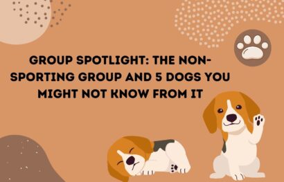 Group Spotlight_ The Non-Sporting Group and 5 Dogs You Might Not Know from It