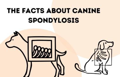 The Facts About Canine Spondylosis