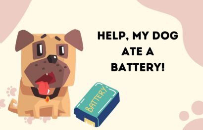 Help, My Dog Ate a Battery!