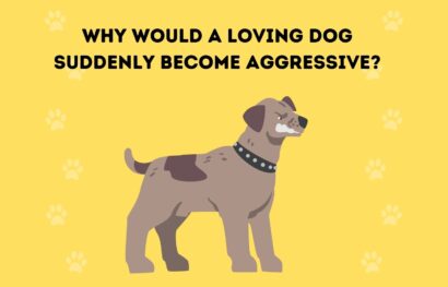 Why Would a Loving Dog Suddenly Become Aggressive