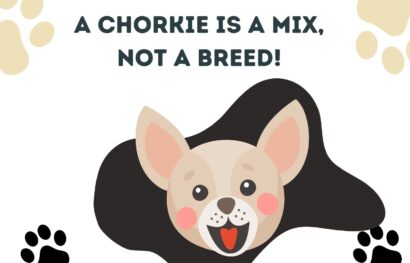 A Chorkie is a Mix, Not a Breed!