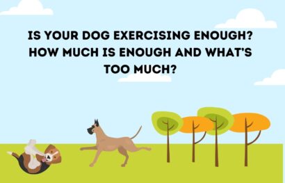 Is Your Dog Exercising Enough_ How Much is Enough and What’s Too Much_
