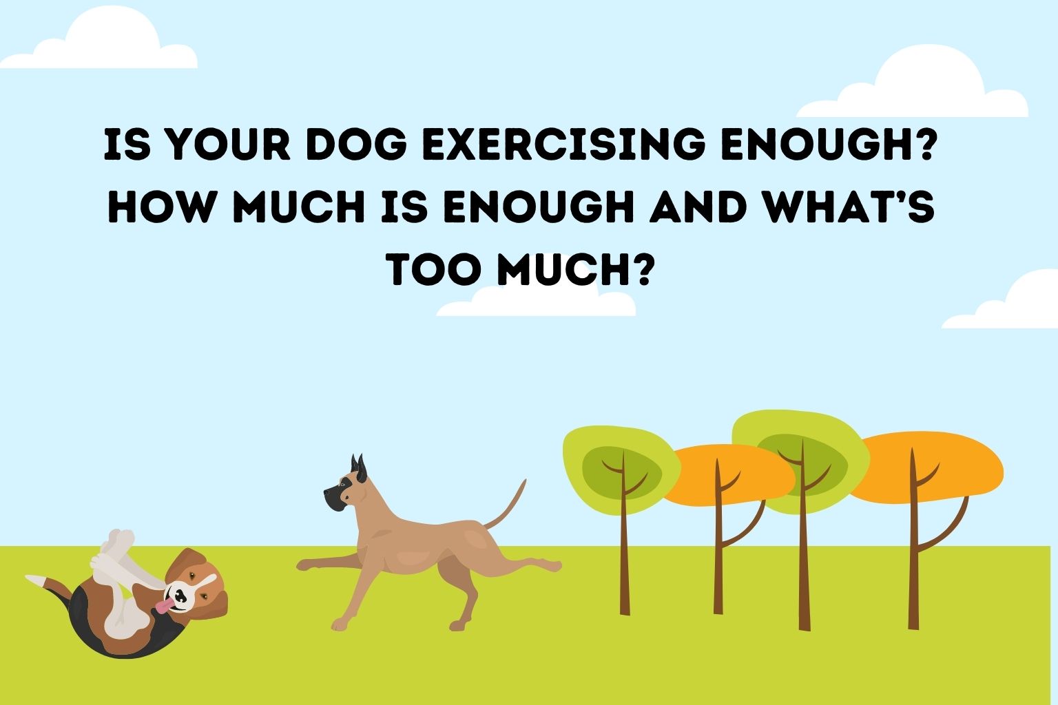 Is Your Dog Exercising Enough_ How Much is Enough and What’s Too Much_