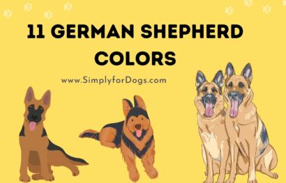 11 German Shepherd Colors