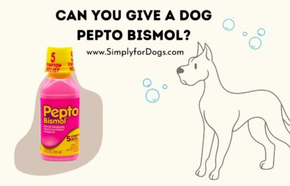 Can You Give a Dog Pepto Bismol_