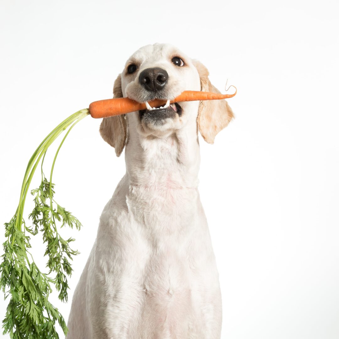 Dogs Eat Vegetables