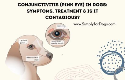 Conjunctivitis (Pink Eye) in Dogs_ Symptoms, Treatment & Is it Contagious_